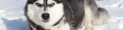 random placeholder picture of a dog