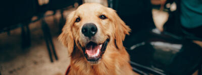 random placeholder picture of a dog