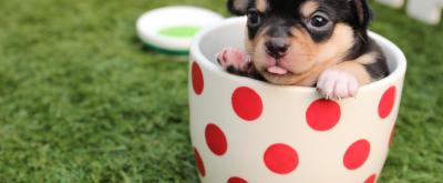 Dog completing a training task