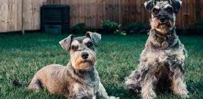 Dog portrait