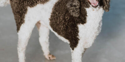 random placeholder picture of a dog