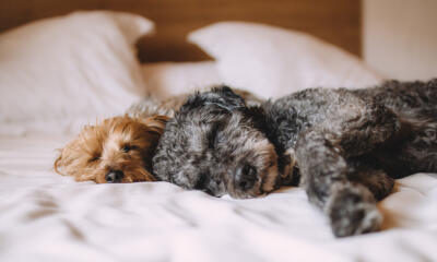 Dog No. 1. Dogs are domesticated mammals, not natural wild animals.