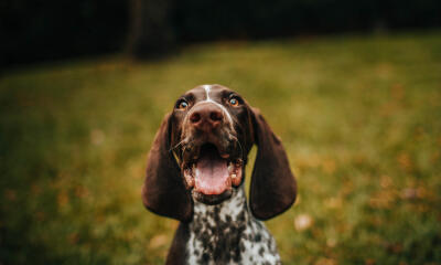 Dog No. 10. Dogs are domesticated mammals, not natural wild animals.