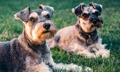 Dog No. 11. Dogs are domesticated mammals, not natural wild animals.
