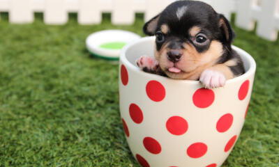 Dog No. 12. Dogs are domesticated mammals, not natural wild animals.