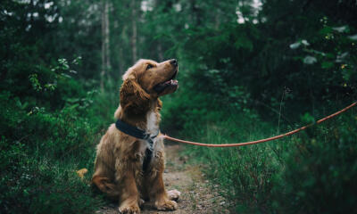 Dog No. 13. Dogs are domesticated mammals, not natural wild animals.