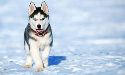 Dog No. 18. Dogs are domesticated mammals, not natural wild animals.
