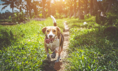 Dog No. 20. Dogs are domesticated mammals, not natural wild animals.