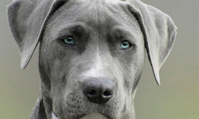 Dog No. 22. Dogs are domesticated mammals, not natural wild animals.
