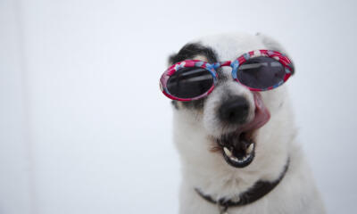 Dog No. 23. Dogs are domesticated mammals, not natural wild animals.