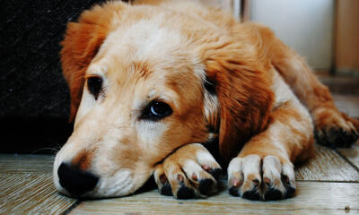 Dog No. 27. Dogs are domesticated mammals, not natural wild animals.