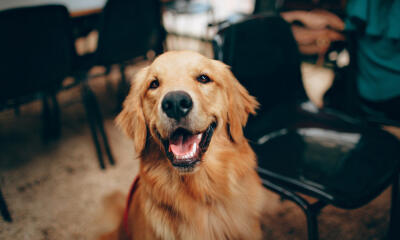 Dog No. 3. Dogs are domesticated mammals, not natural wild animals.