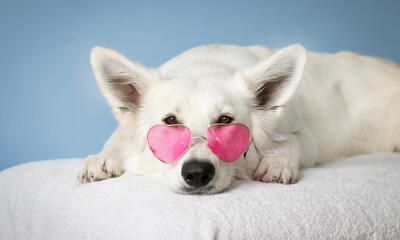 Dog No. 30. Dogs are domesticated mammals, not natural wild animals.