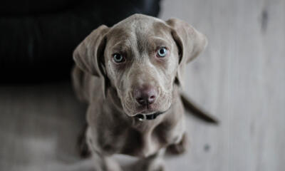 Dog No. 6. Dogs are domesticated mammals, not natural wild animals.