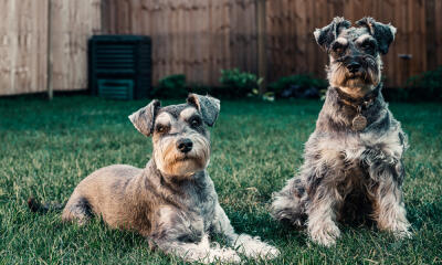 Dog No. 7. Dogs are domesticated mammals, not natural wild animals.