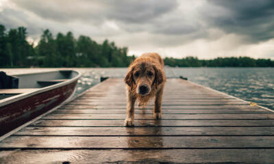 Dog No. 9. Dogs are domesticated mammals, not natural wild animals.