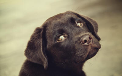 random placeholder picture of a dog