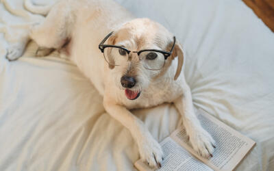 Aggressive dog article
