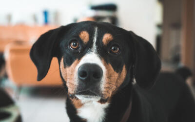 Emergency vet cost article