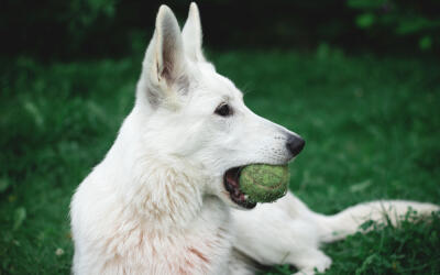 Signs dog needs supplements