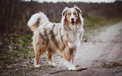 Top dog supplements