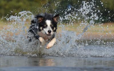 Ração Premium para Cães