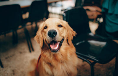 Happy dog after bath
