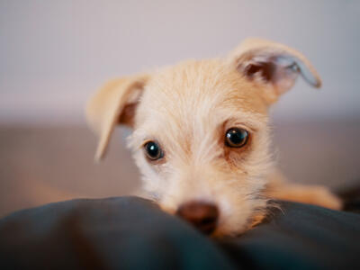 Cooper