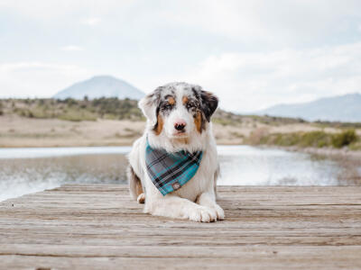 Tico