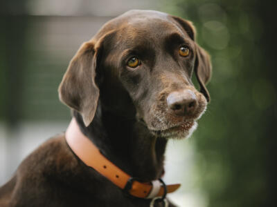 Rosie