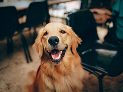 Dog 3