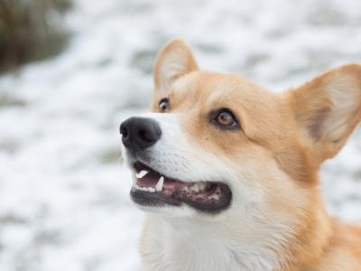 Black and Tan Shiba Inu