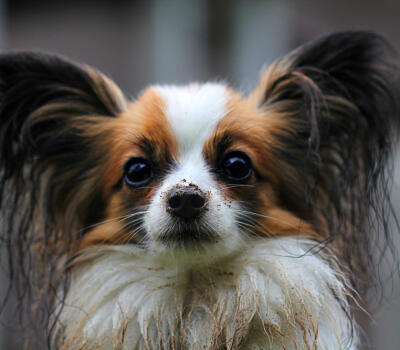 random placeholder picture of a dog