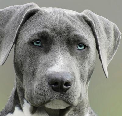 Bruno - Berger Allemand 10 ans