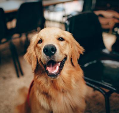 Saskia - Golden Retriever 12 ans