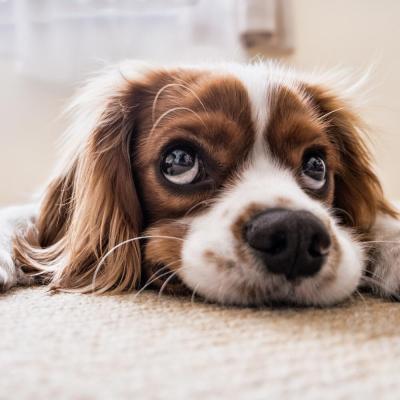 Puppy