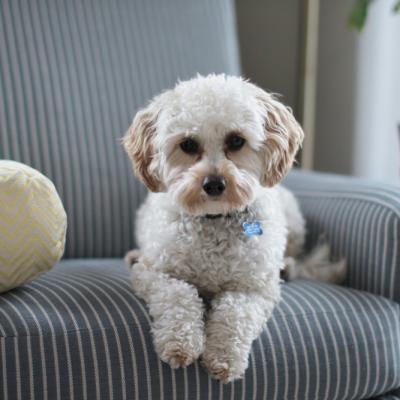 Happy dog 3