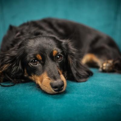 Dog placeholder photo