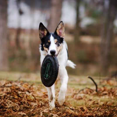 Placeholder dog