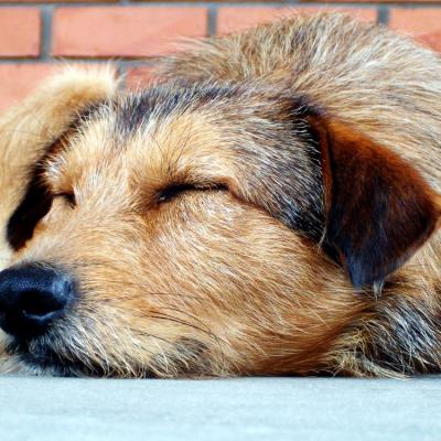 Placeholder dog