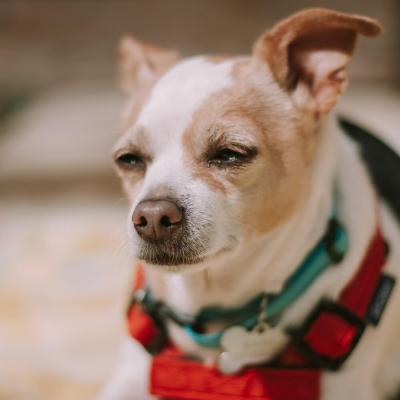 Placeholder dog