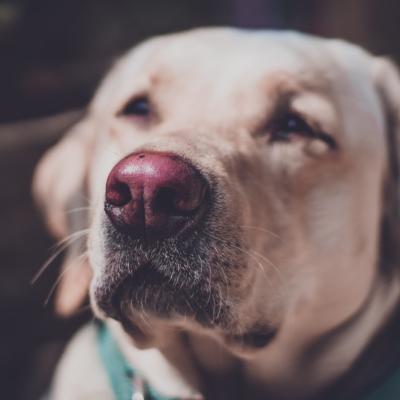 Placeholder dog