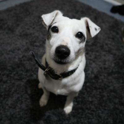 Placeholder dog