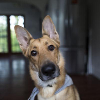 Placeholder dog