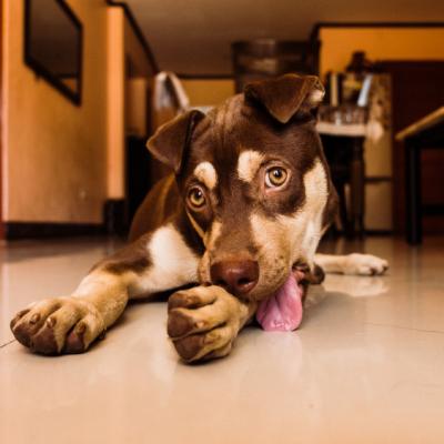 Placeholder dog