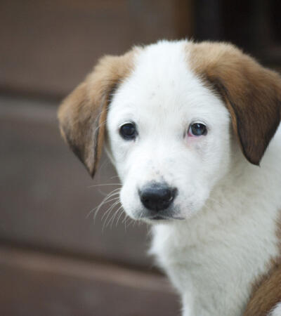 random placeholder picture of a dog