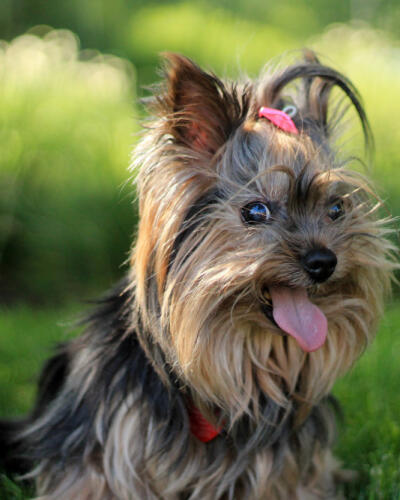 random placeholder picture of a dog