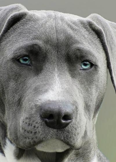 Happy dog 2