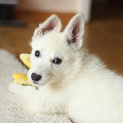 Bella - Lost Dog