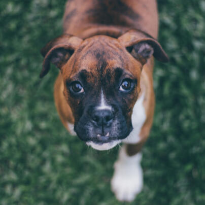 Rocky - Lost Dog